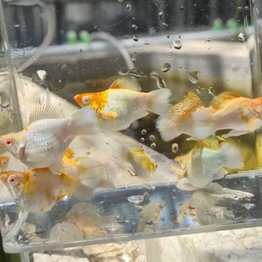 Molly Sakura Caramel albino