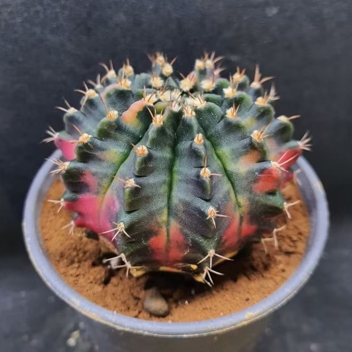 Kaktus Gymnocalycium id "Aurora" (Gymnocalycium mihanovichii)