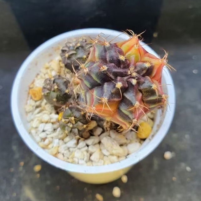 Kaktus Gymnocalycium id "Rootbeer" cluster (Gymnocalycium mihanovichii)