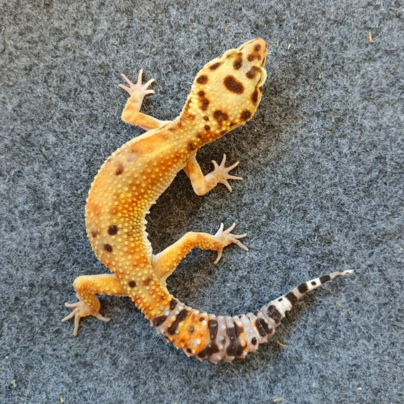 Leopard Gecko Emerine Jungle Poss Giant | Male/Jantan Gecko Sehat Aktif Jinak