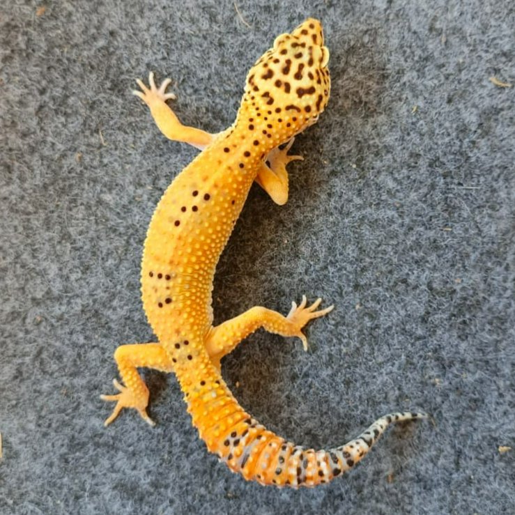 Leopard Gecko Emerine ph Tremper | Male/Jantan Gecko Sehat Aktif Jinak