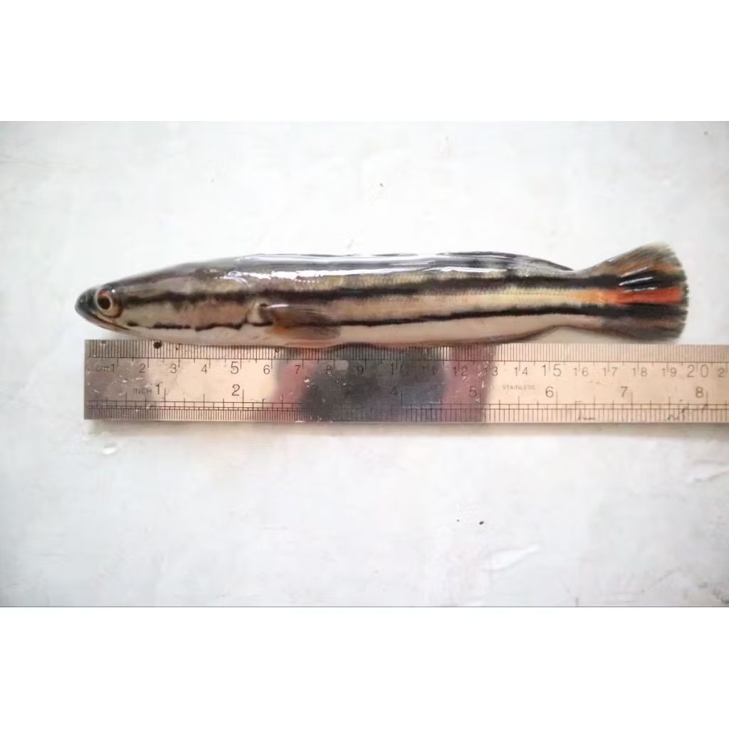 Toman Goblin JUMBO 20cm bergaransi 100%