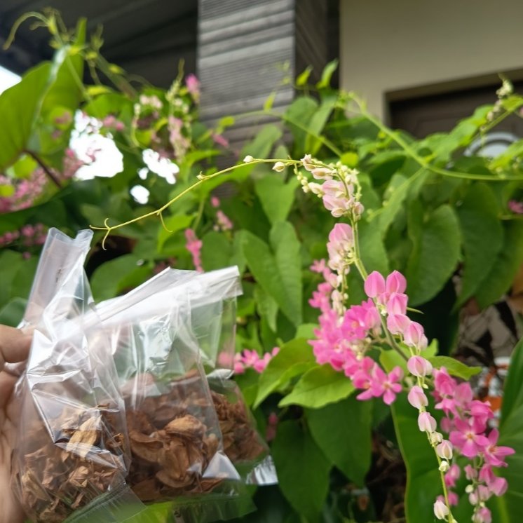 Bibit Bunga Pink Air Mata Pengantin AMP Biji Tanaman Air Mata Pengantin Merah Muda Murah