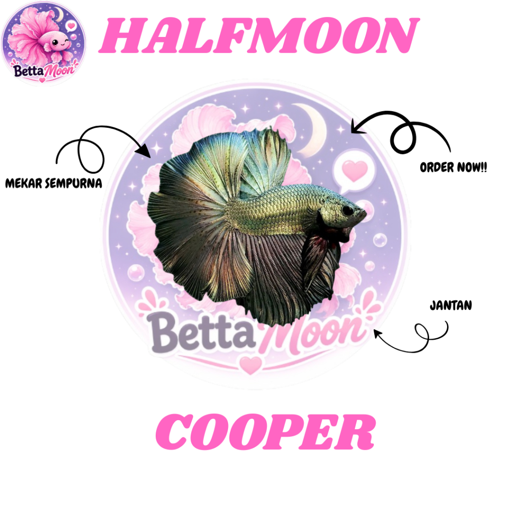 Aksesoris Aquarium – Halfmoon cooper