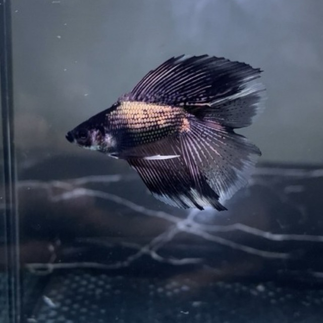 HMDT black copper