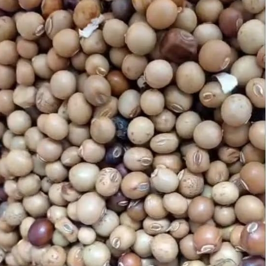 Biji Cipir 1 kg / Botor 1kg / Biji Kecipir 1 kg / Biji Cipir / Biji Kecipir /Botor/ Biji Kecipir 1 k