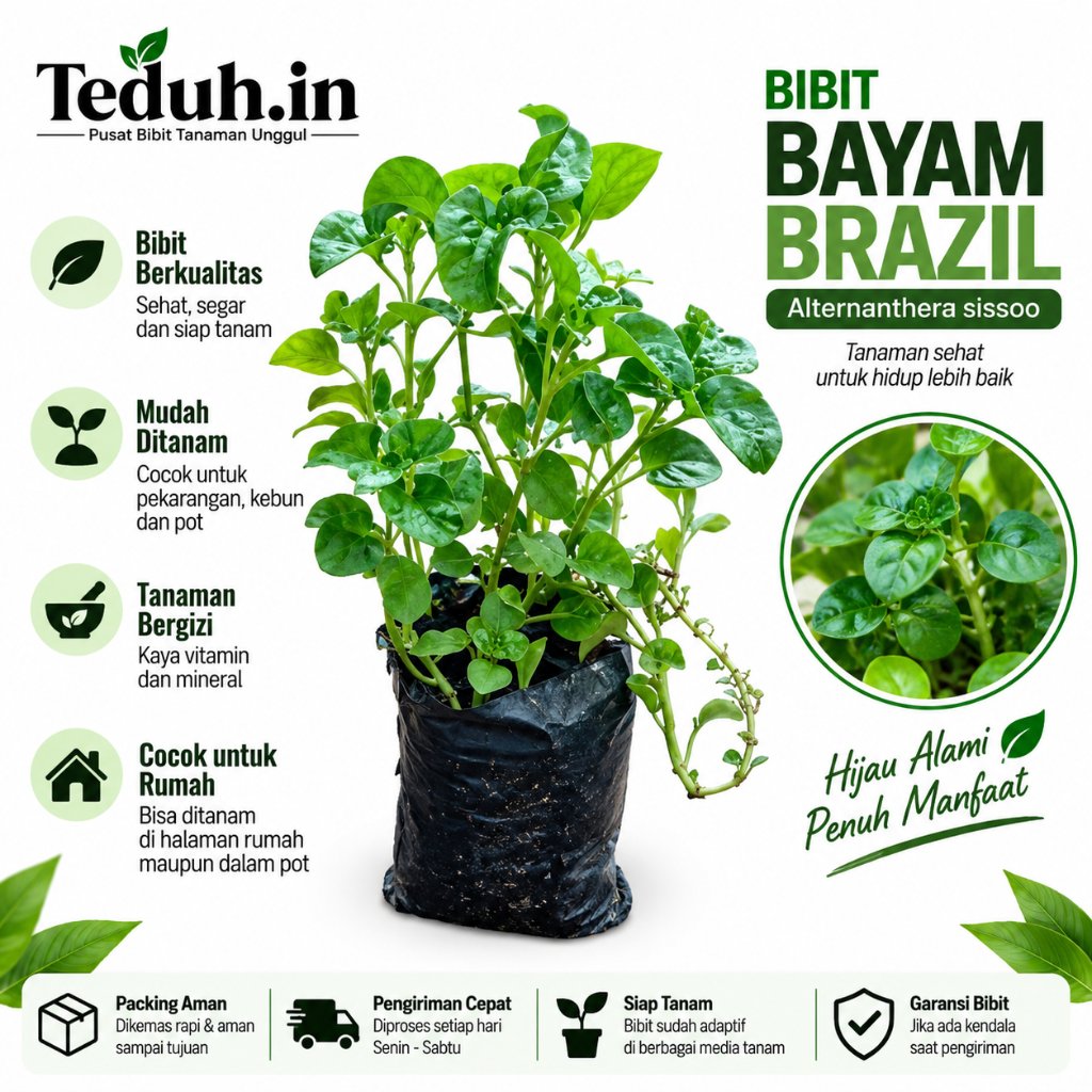 Bibit Bayam Brazil Berkualitas – Tanaman Sayur Daun Sehat, Cocok untuk Kebun, Pot, Pekarangan dan Hi