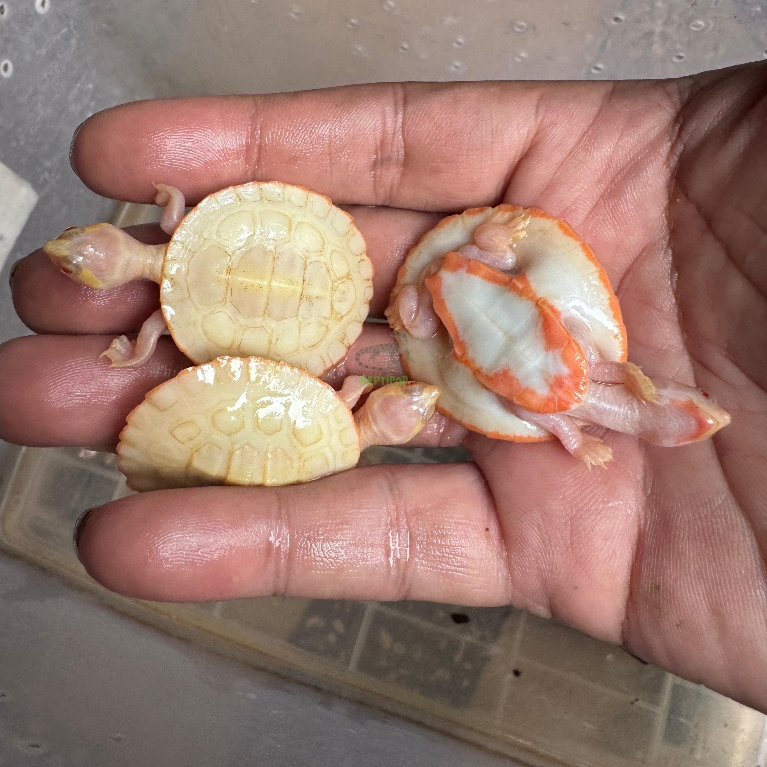 Kura-Kura Dada Merah Albino