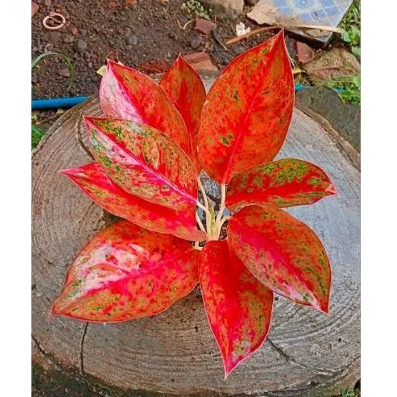Aglonema Big Roy Merah Ukuran Remaja Rimbun