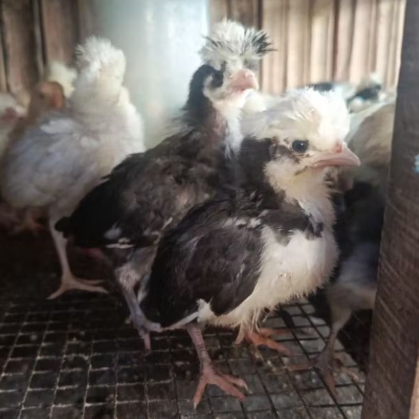 ayam poland anakan temaja dewasa
