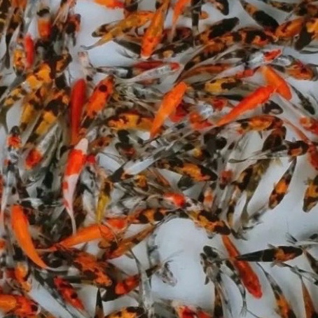 Bibit Koi Showa 4-5 Cm Isi 2