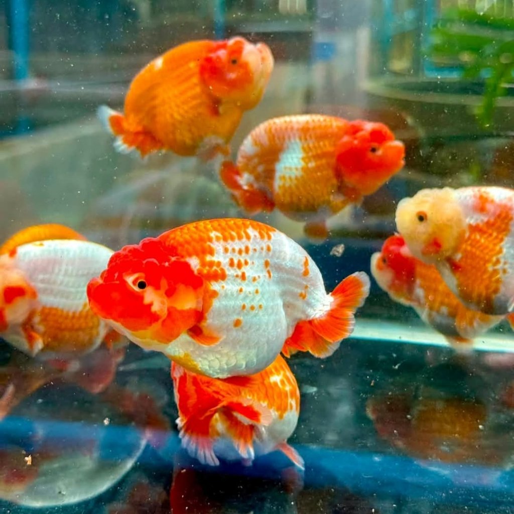 Diskon hiasan aquarium Maskoki Goldfish ORANDA RANCHU BLACK MORE MUTIARA