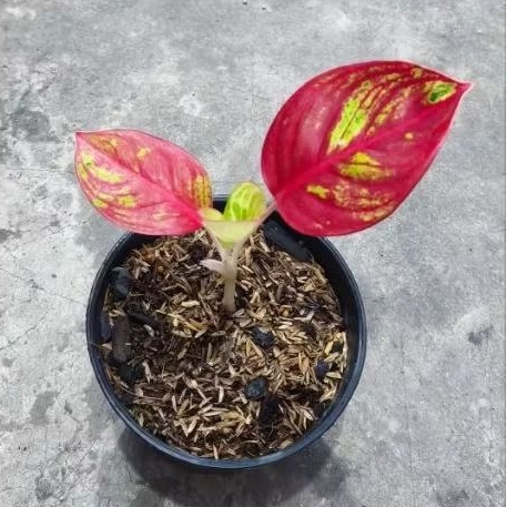 Bibit anakan aglonema goliath merah 2 daun