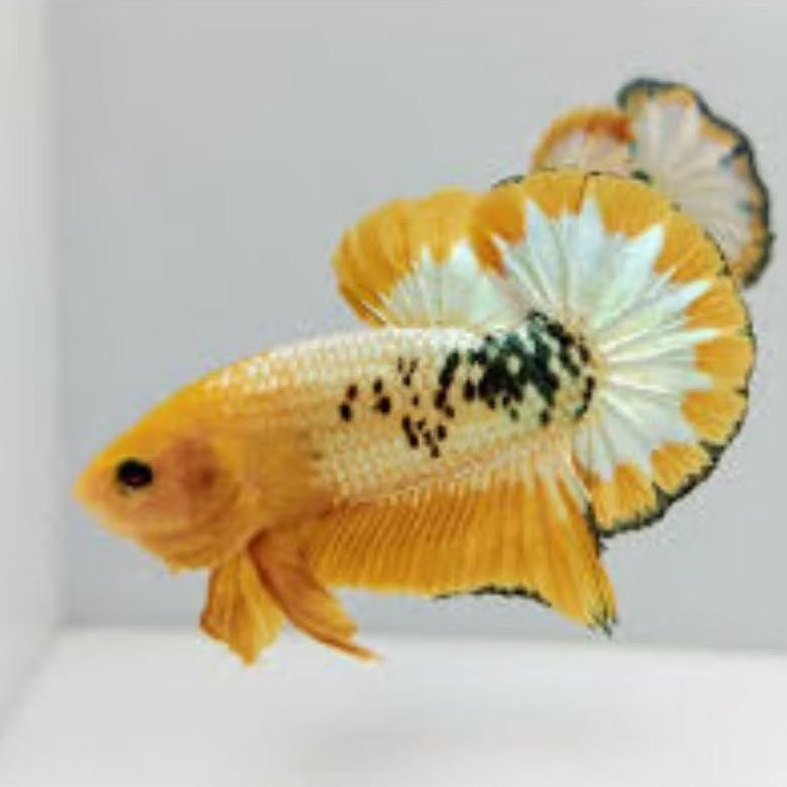 yellow fccp