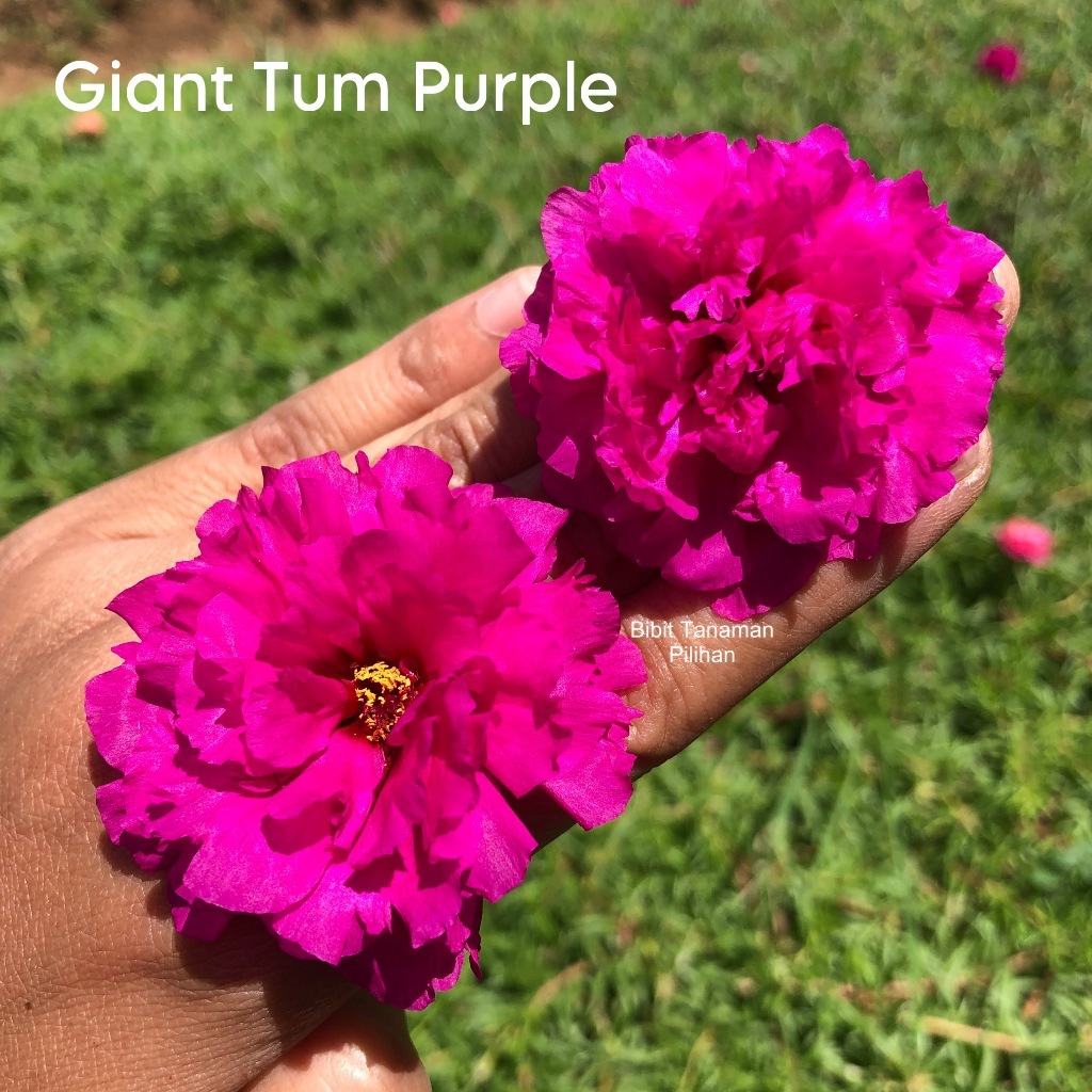 Bibit Tanaman Pilihan bibit bunga krokot big purple carnation tumpuk ungu jumbo kuat panas warna war
