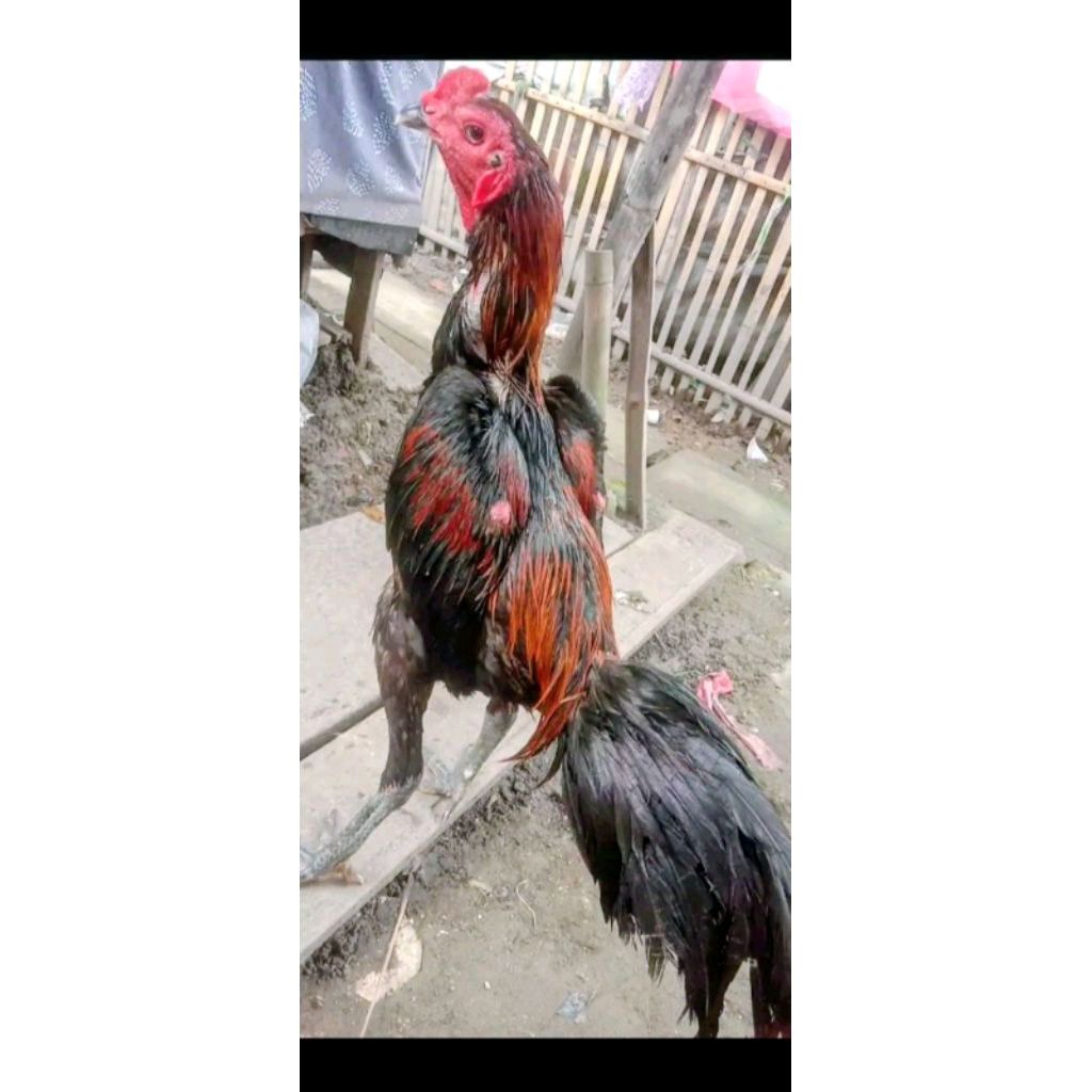 ayam jago pama ninja