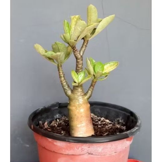 Adenium Original Seedling daun lemon - Arabicum Godji RCN Thaisoco