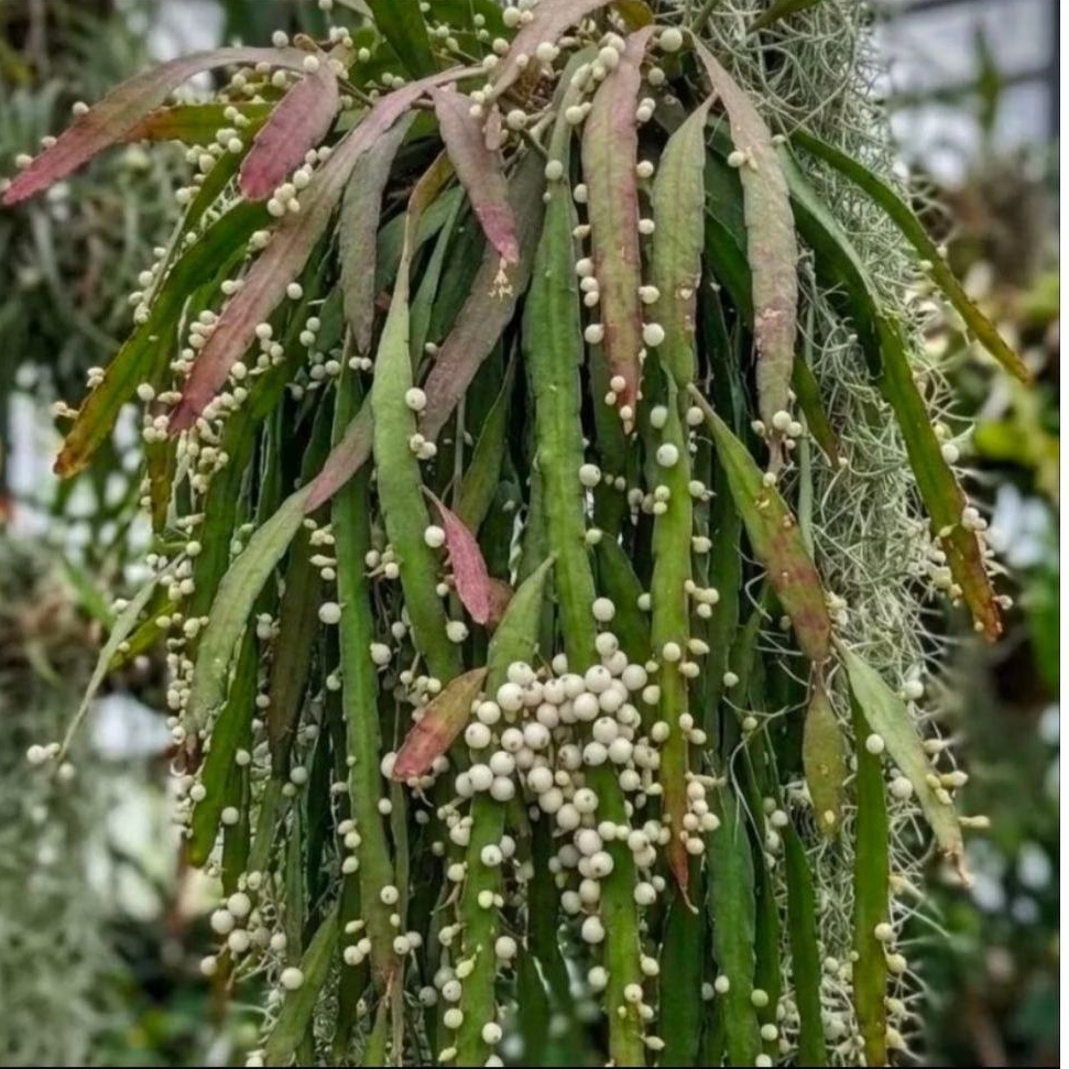 Wijaya Kusuma tasbih