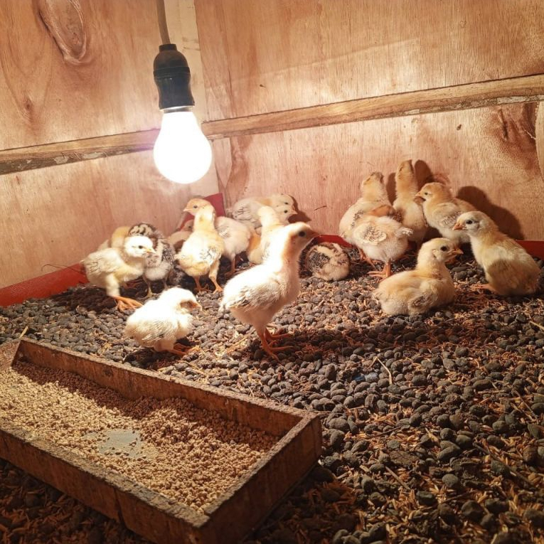 DOC Ayam Elba | Ayam Kampung Petelur | Bibit Ayam Elba | Sudah Vaksin | Kemo-Farm