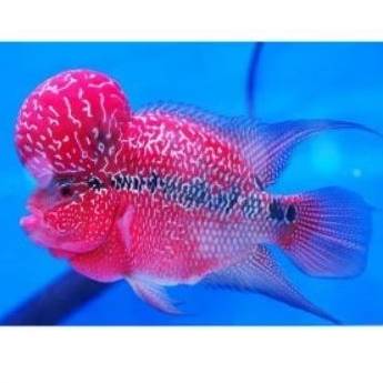 Burayak Ikan Louhan srd/srm Thailand Super Red