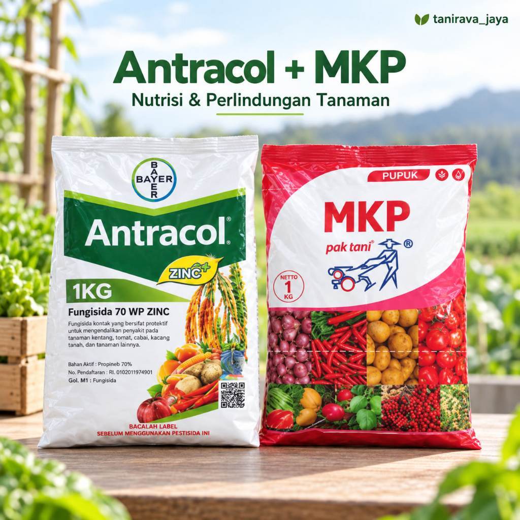 Antracol 70 WP Zinc 1KG + MKP Fosfor Kalium 1KG | Paket Perawatan Tanaman Hortikultura