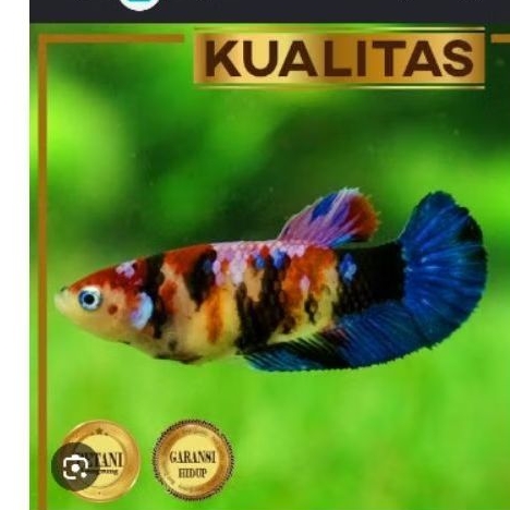 Ikan Cupang Betina Multicolor - Hiasan Aquarium Elegan