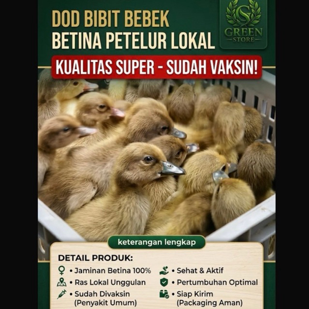 DOD BEBEK BETINA PETELUR SUDAH PAKSIN
