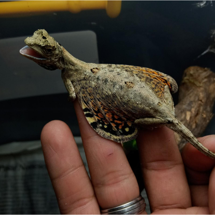 JUAL FLYING LIZARD DRACO VOLANS