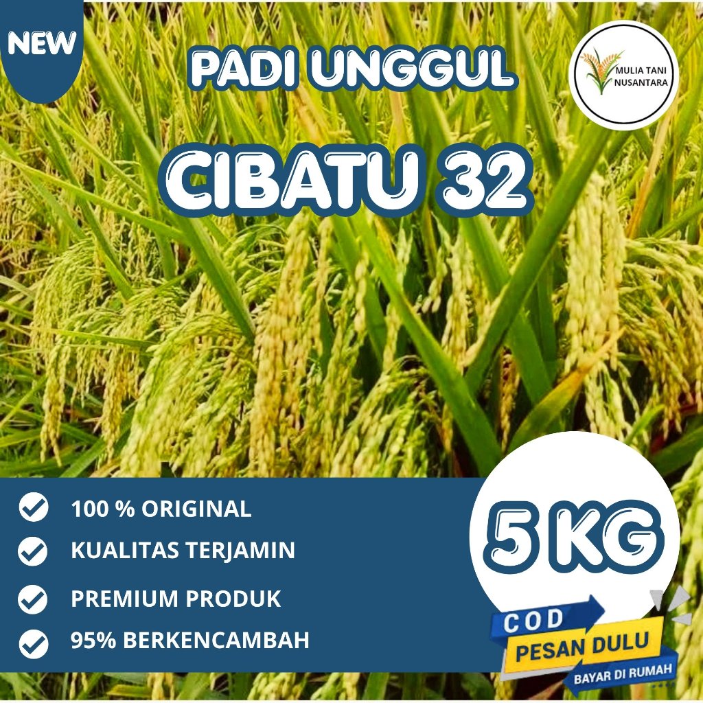 BENIH PADI UNGGUL CIBATU 32 KEMASAN 5 KG BENIH PADI KUALITAS ORIGINAL