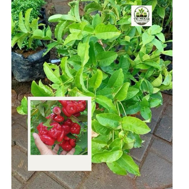 JAMBU AIR KANCING HASIL CANGKOK POLYBAG BESAR (45) SUDAH BERBUAH