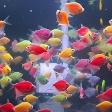 Jual Glofish Tetra 10 ekor siap hiasan aquarium
