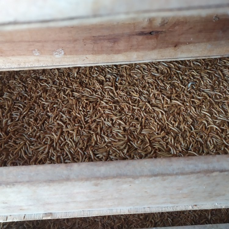 UMKM_Ulat Hongkong 1kg (kering) Pak Sutris