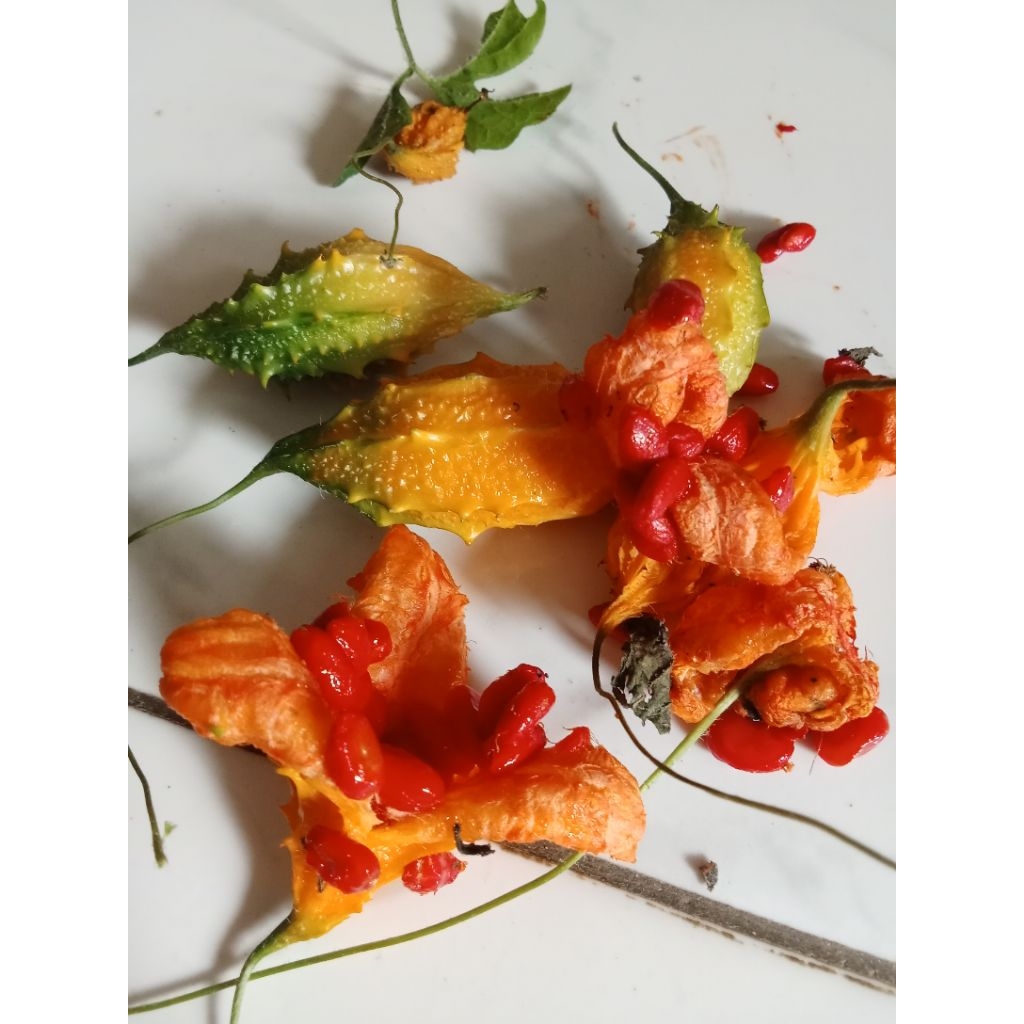 

Bibit pare hutan atau pare gengge mini per 30 biji bonus 5 biji