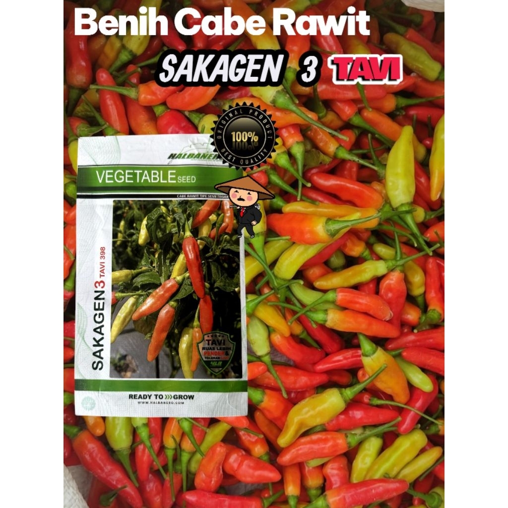 BENIH CABE RAWIT SAKAGEN 3 - BENIH TAHAN VIRUS