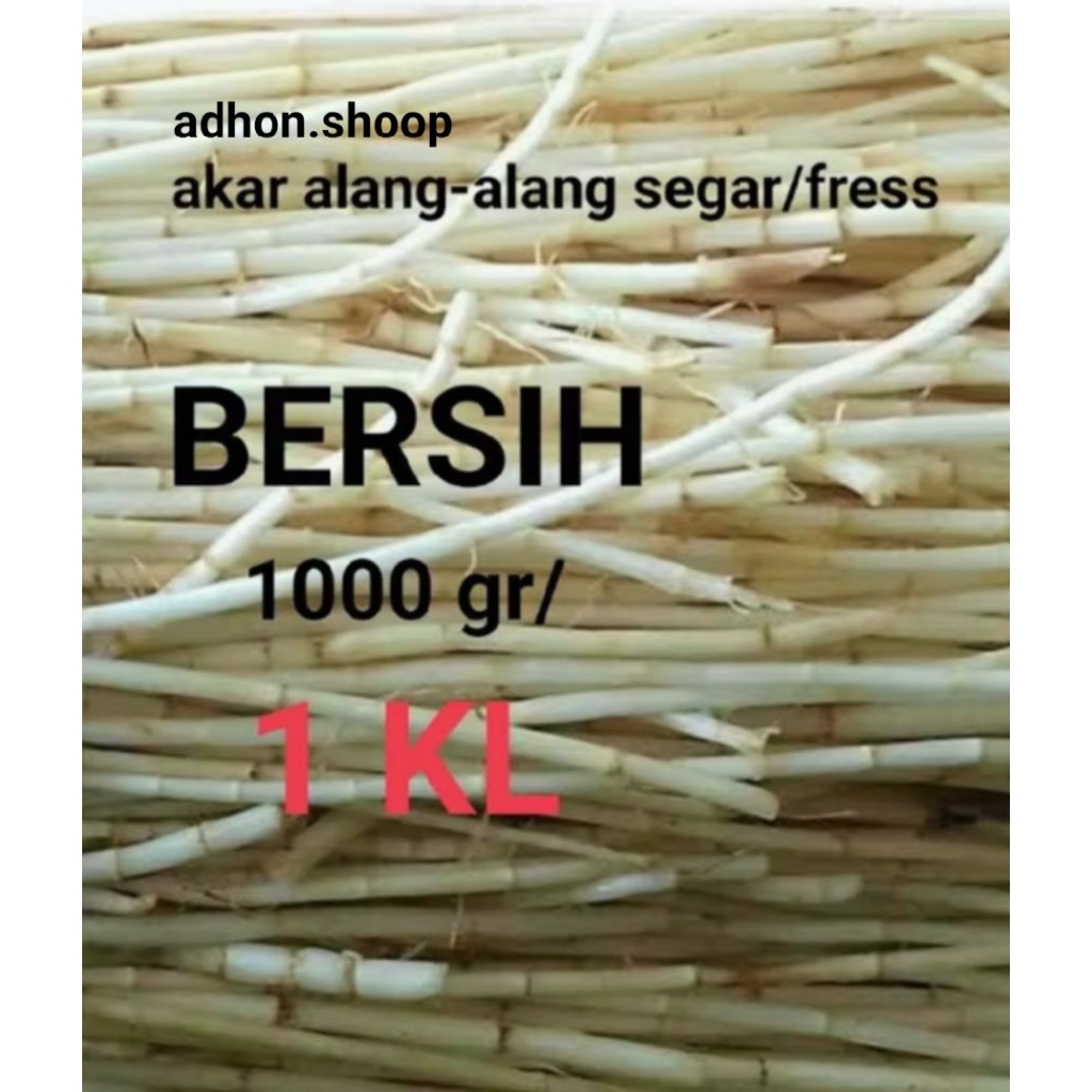 

akar alang alang segar besih