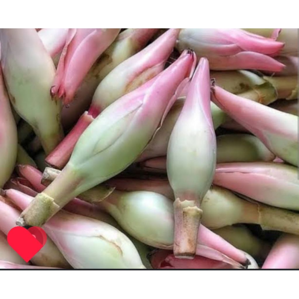 

bunga kecombrang/bunga honje segar/pcs