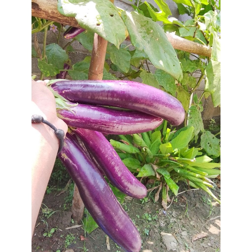 

terong ungu segar baru dipetik