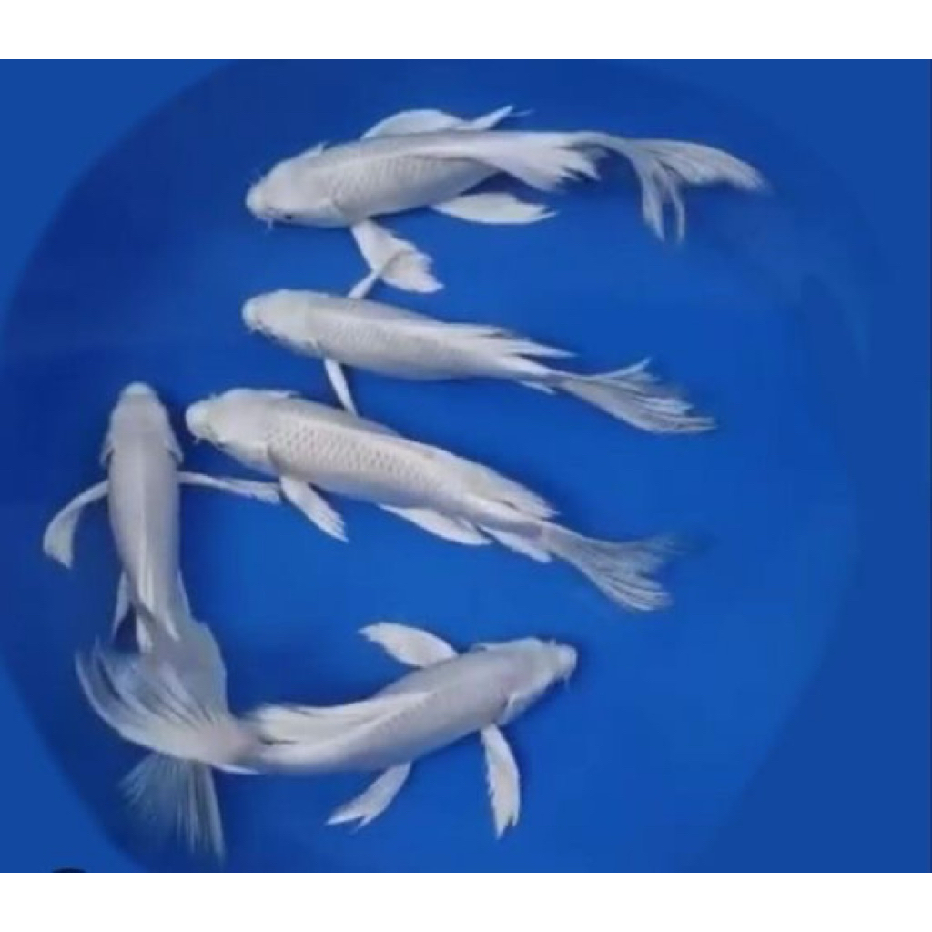 

koi platinum slayer berkualitas size 20-24cm