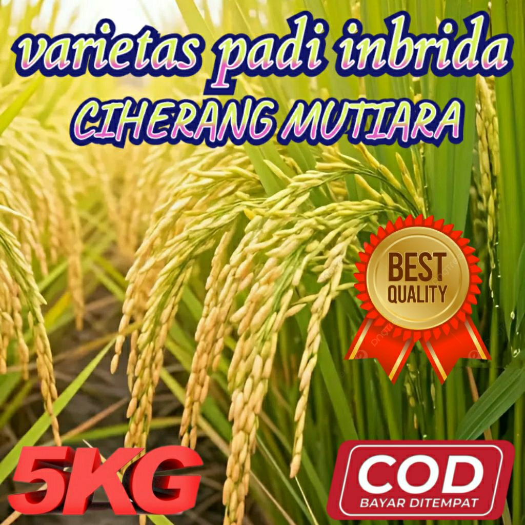 BENIH BIBIT PADI (CIHERANG MUTIARA) KEMASAN 5KG ORIGINAl