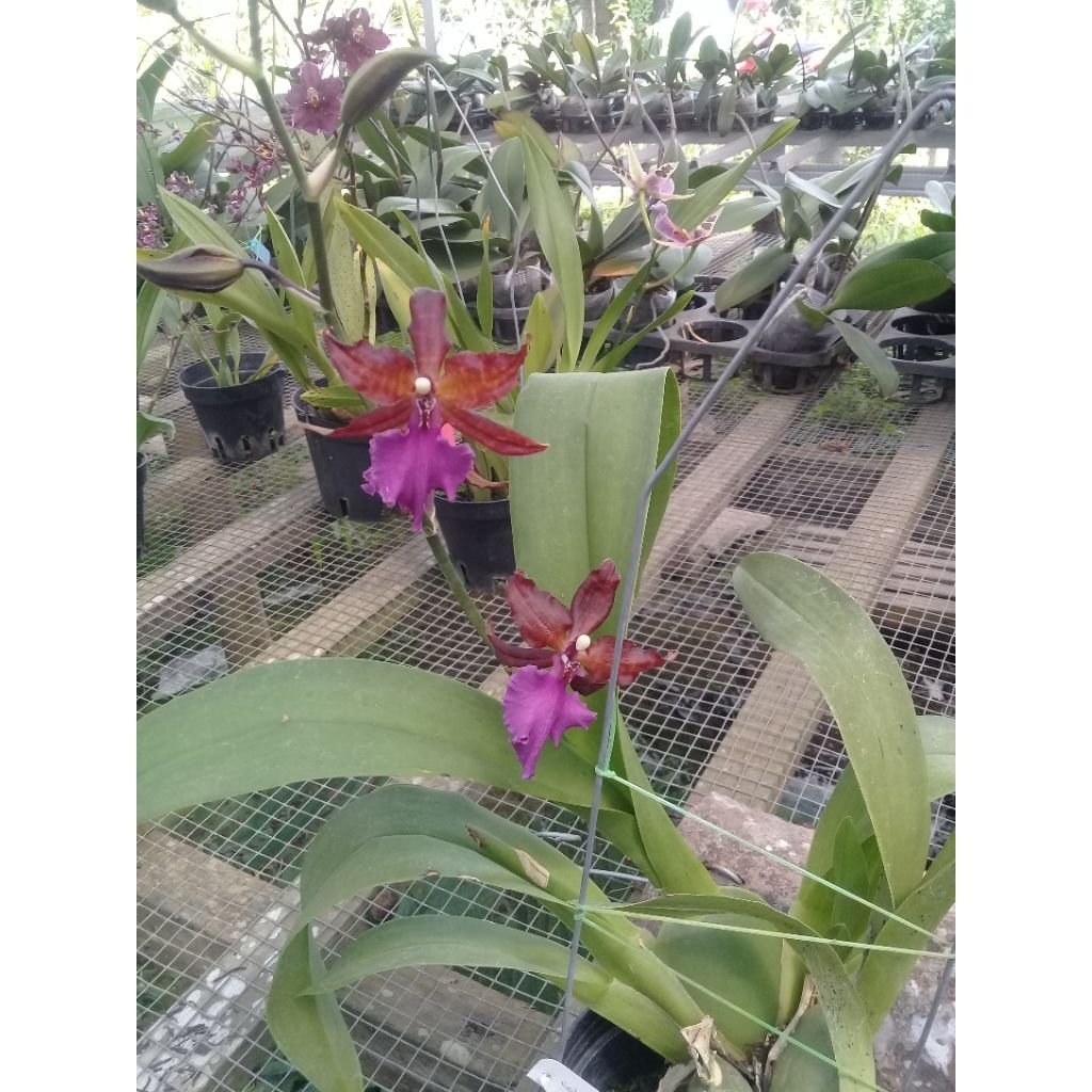 oncidium massai Pink, white dan red [ 3 id]
