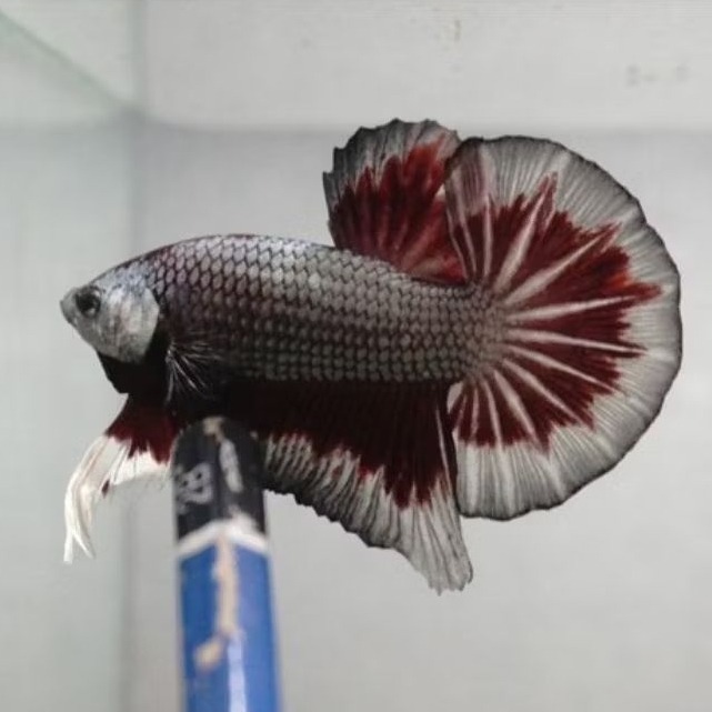 Variasi Hmpk RC, Hmpk BC, Hmpk Combi Male Female