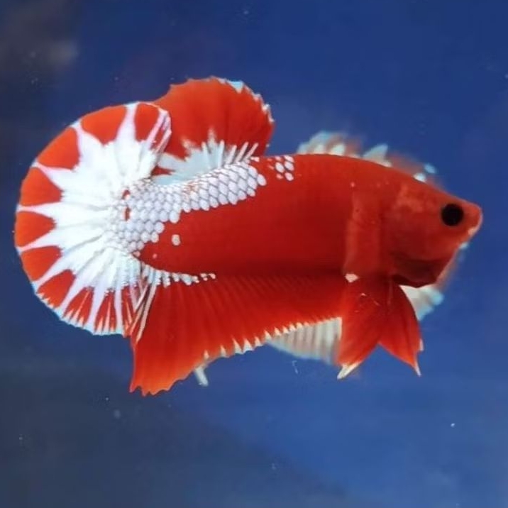 Variasi Hellboy ,Fccp Male female
