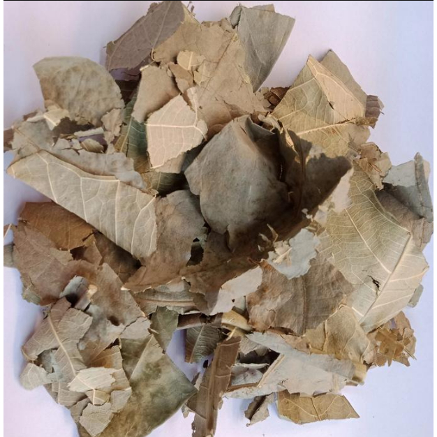 50gram Daun Sukun Kering / 50 gram Daun Sukun Kering Alami