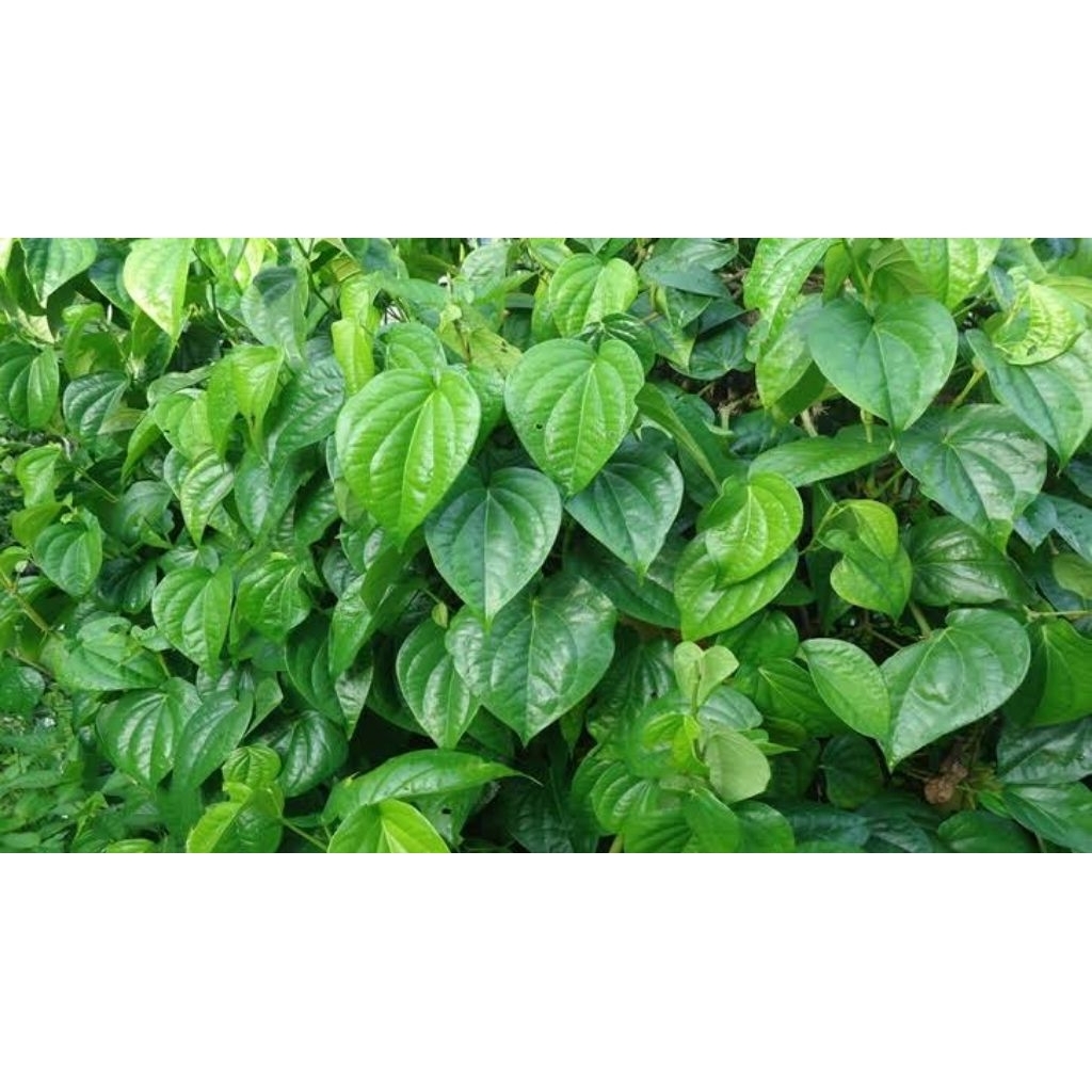 

Daun Suruh Segar | Daun Sirih Jawa Herbal Tradisional | Bahan Alami untuk Kesehatan & Jamu|