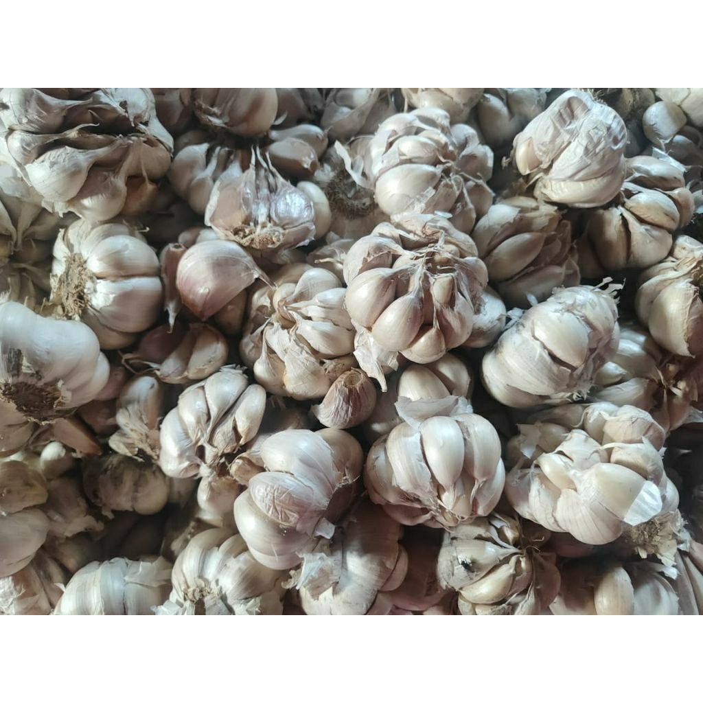 

Bawang putih sinco 1kg. Bawang putih murah 1kg. Bawang putih biasa 1kg