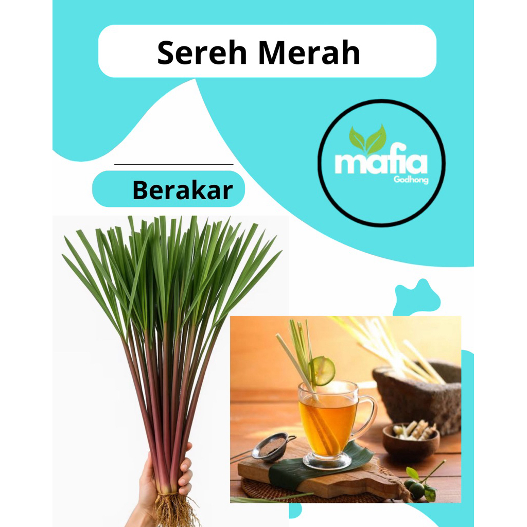 

SEREH MERAH | SEREH WANGI | BERAKAR |AROMAKAYUPUTIH
