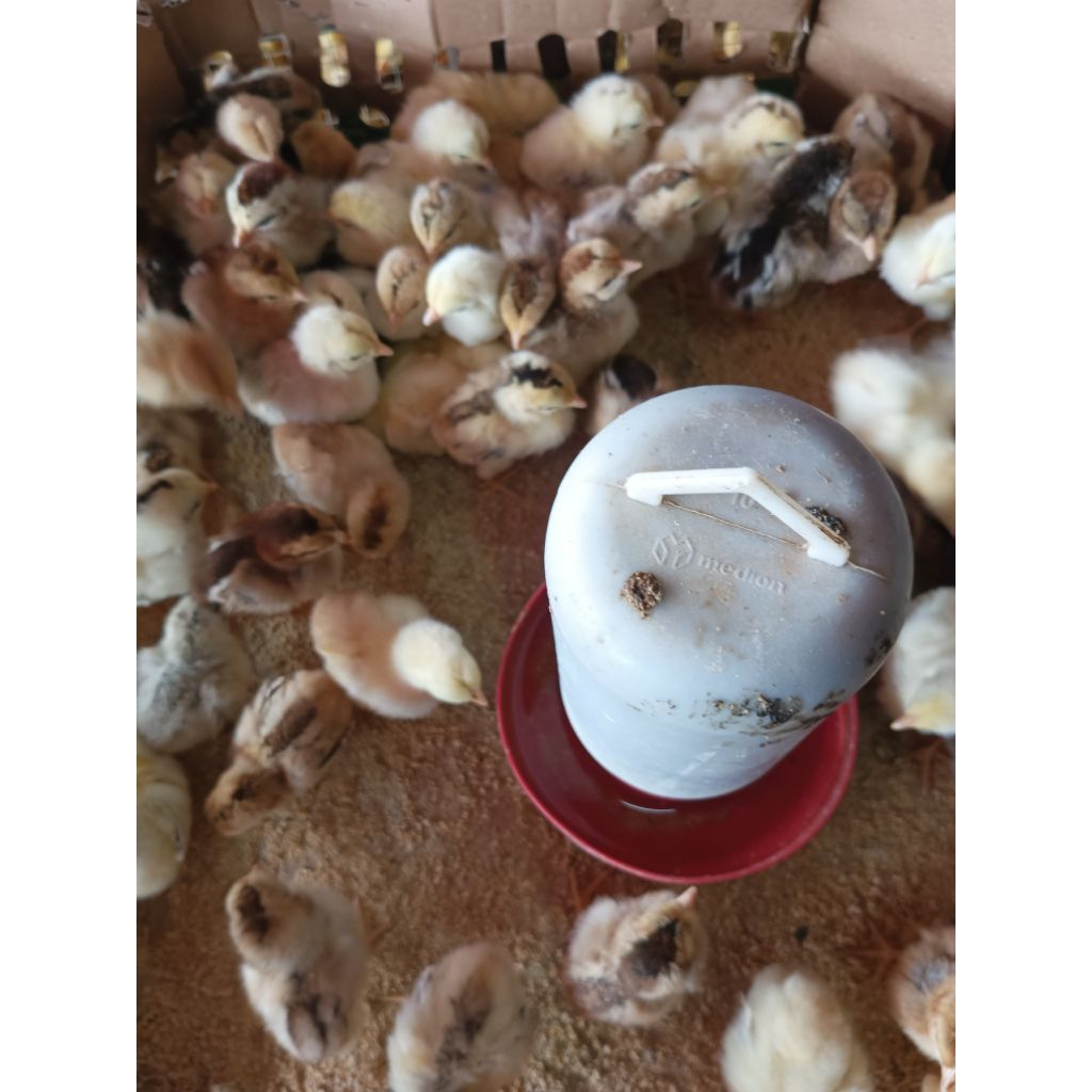 

KUB - ayam Kampung Kub (Sudah Vaksin Awal) - Doc Ayam Kampung KUB - pesan 15 Free 1 Ekor