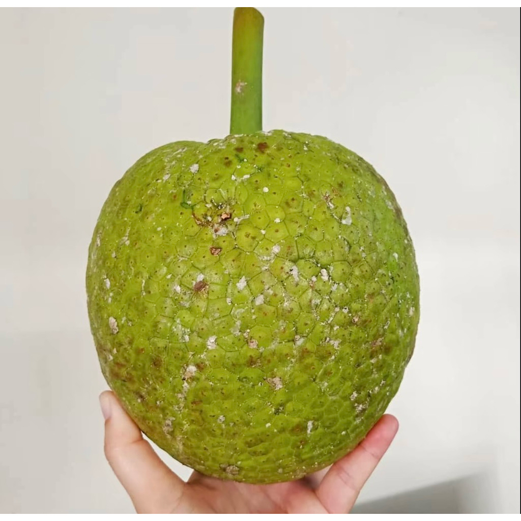 

Buah Sukun Super | Sukun Tua Pohon Utuh | Pcs