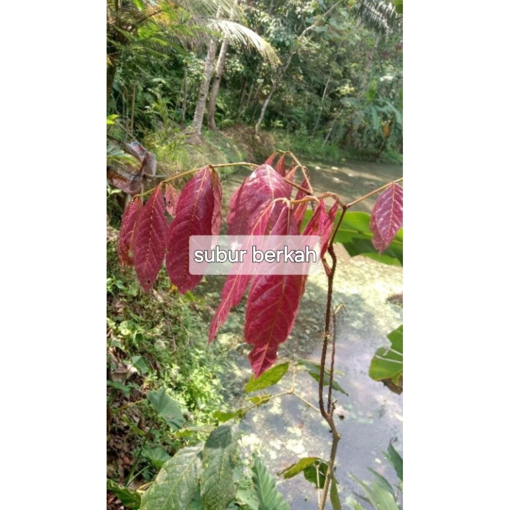 

Daun jengkol segar masih muda 20 lembar berkualitas