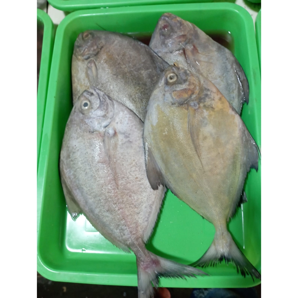 

IKAN BAWAL LAUT 500gr ISI 2Ekor